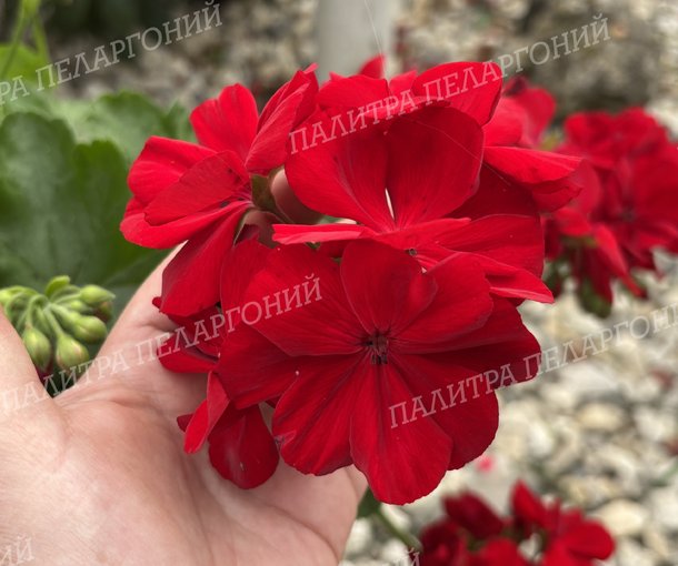 CALLIOPE DARK RED (КАЛЛИОПЕ ДАК РЕД)