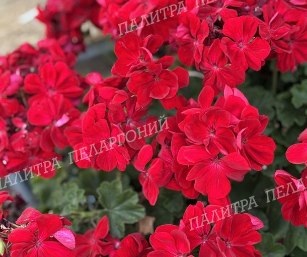 CALLIOPE DARK RED (КАЛЛИОПЕ ДАК РЕД)