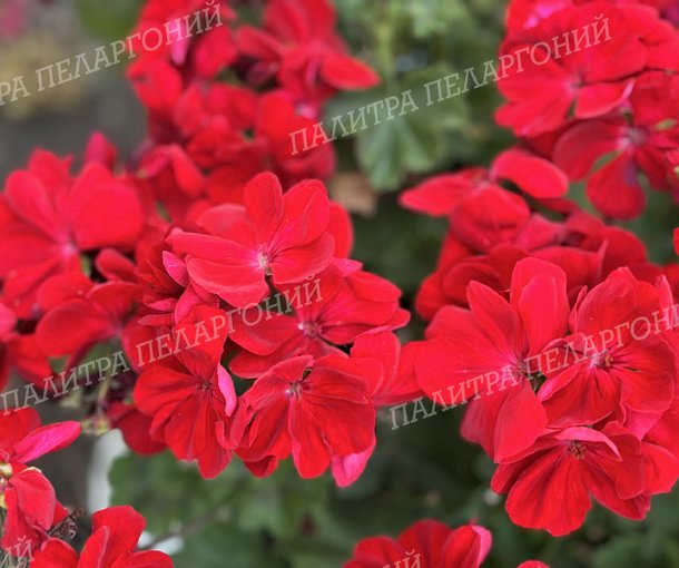 CALLIOPE DARK RED (КАЛЛИОПЕ ДАК РЕД)
