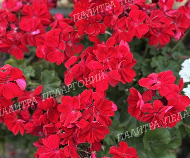CALLIOPE DARK RED (КАЛЛИОПЕ ДАК РЕД)