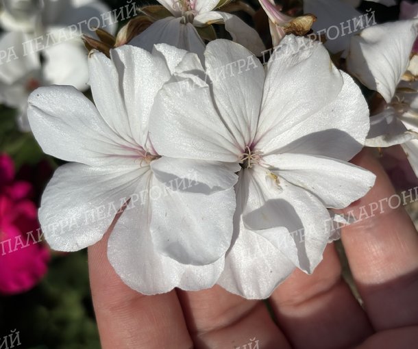 Calliope Medium White (КАЛЛИОПЕ МЕДИУМ ВАЙТ)