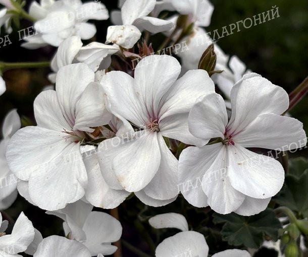 Calliope Medium White (КАЛЛИОПЕ МЕДИУМ ВАЙТ)