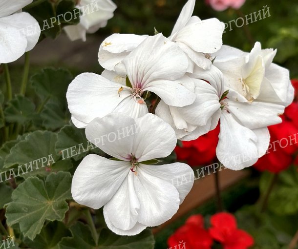 Calliope Medium White (КАЛЛИОПЕ МЕДИУМ ВАЙТ)