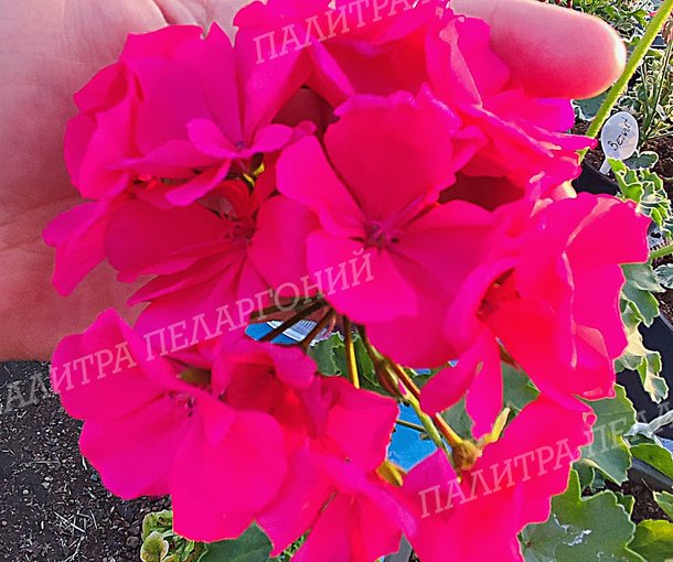 CALLIOPE LAVЕNDER ROSE (КАЛЛИОПЕ ЛАВЕНДЕ РОУЗ)