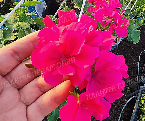 CALLIOPE LAVЕNDER ROSE (КАЛЛИОПЕ ЛАВЕНДЕ РОУЗ)