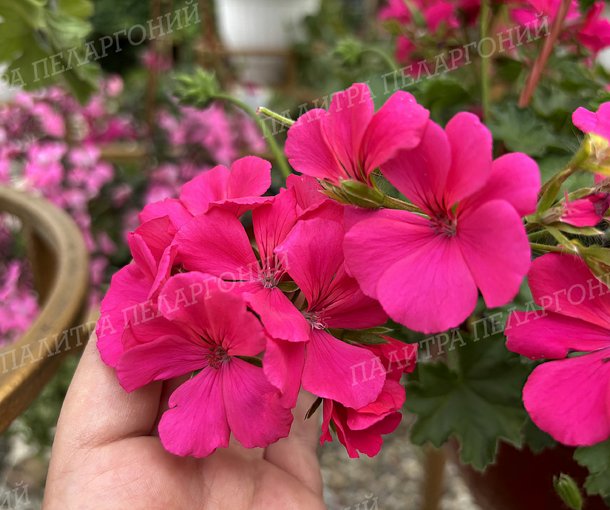CALLIOPE LAVЕNDER ROSE (КАЛЛИОПЕ ЛАВЕНДЕ РОУЗ)