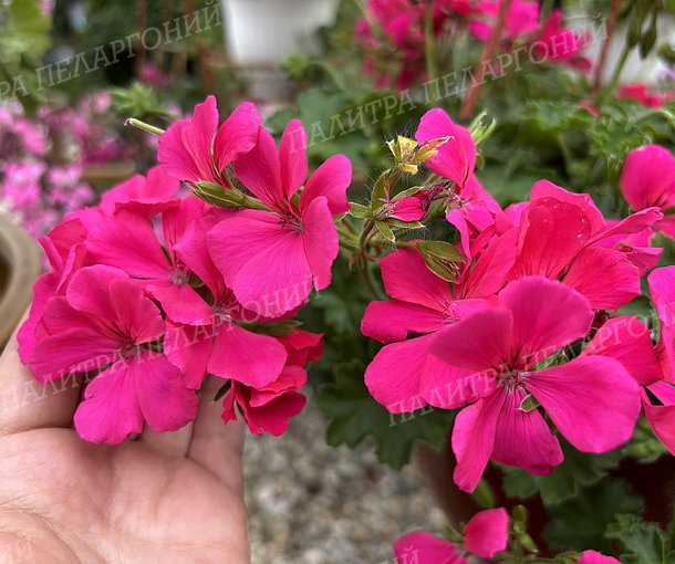 CALLIOPE LAVЕNDER ROSE (КАЛЛИОПЕ ЛАВЕНДЕ РОУЗ)