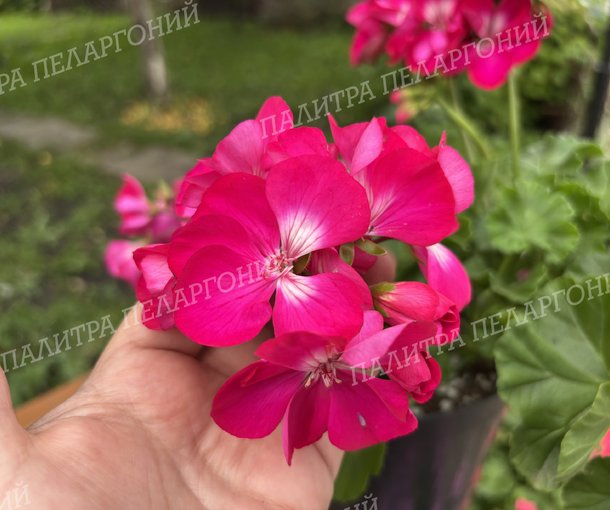 CALLIOPE HOT ROSE (КАЛЛИОПЕ ХОТ РОУЗ)