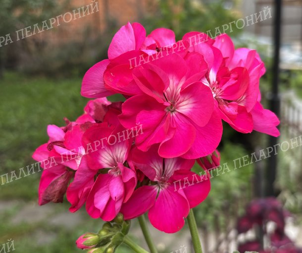 CALLIOPE HOT ROSE (КАЛЛИОПЕ ХОТ РОУЗ)