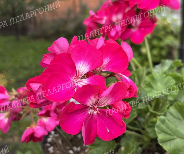 CALLIOPE HOT ROSE (КАЛЛИОПЕ ХОТ РОУЗ)