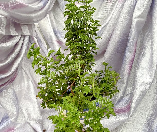 Birdbush Nutty (БЕДБАШ НАТТИ)