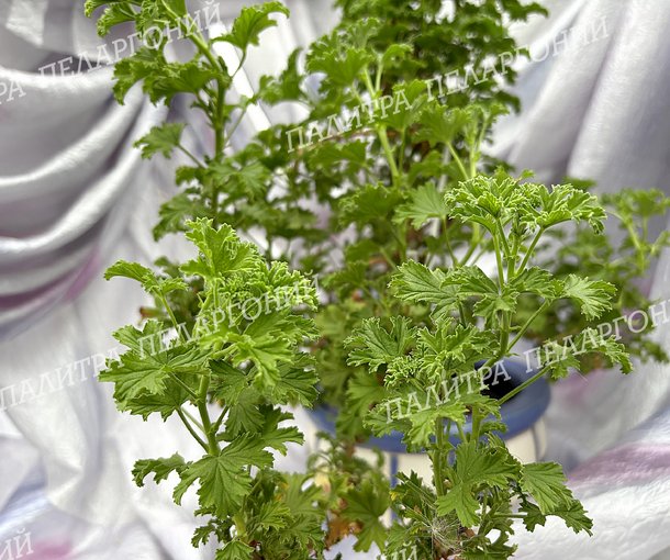Birdbush Nutty (БЕДБАШ НАТТИ)