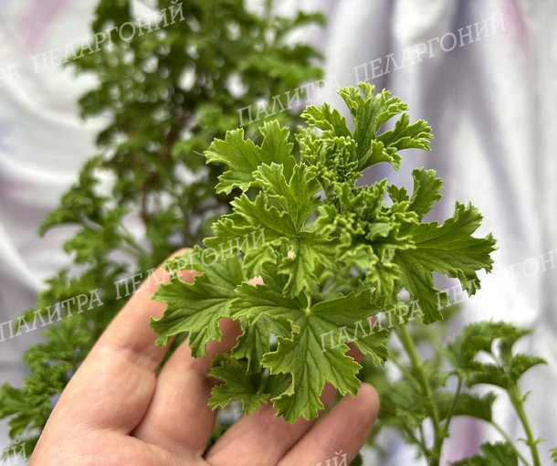 Birdbush Nutty (БЕДБАШ НАТТИ)