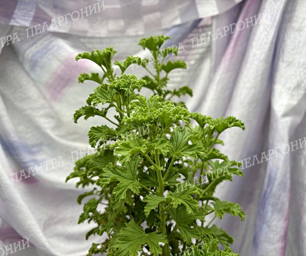 Birdbush Nutty (БЕДБАШ НАТТИ)