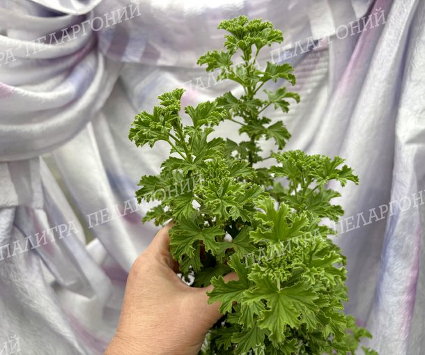 Birdbush Nutty (БЕДБАШ НАТТИ)