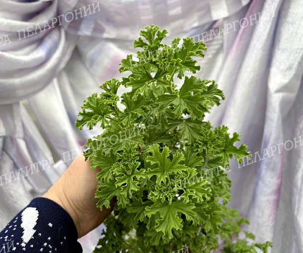 Birdbush Nutty (БЕДБАШ НАТТИ)