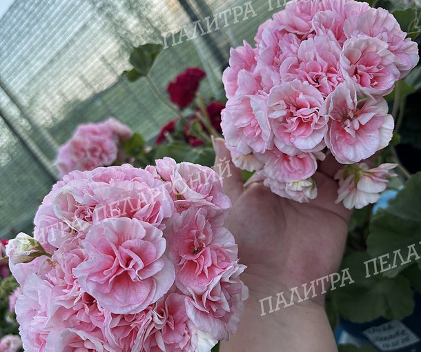 ИРИОЛ ETERNITÉ (ИРИОЛ ИТЕРНИТИ/ИТЕРНАЙТ)