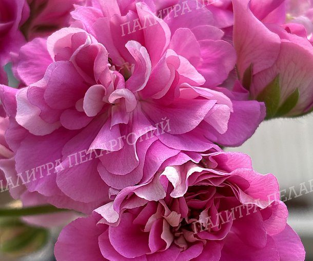 Olivia's Annarosa (ОЛИВИАС АННАРОЗА)