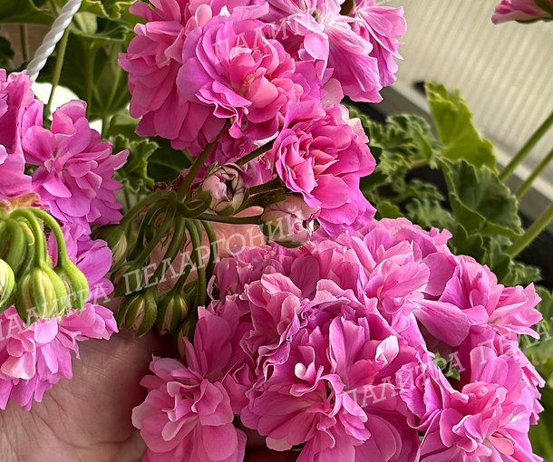 Olivia's Annarosa (ОЛИВИАС АННАРОЗА)