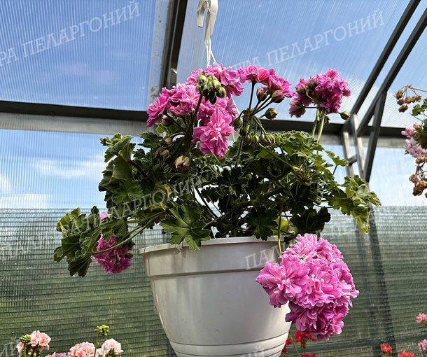 Olivia's Annarosa (ОЛИВИАС АННАРОЗА)