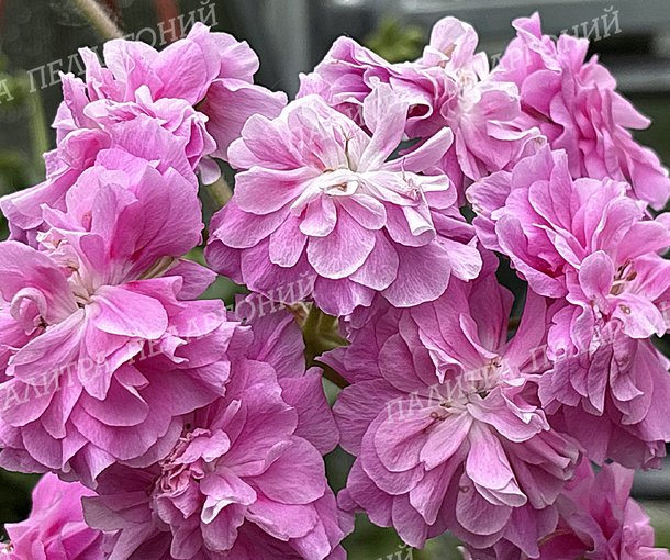 Olivia's Annarosa (ОЛИВИАС АННАРОЗА)