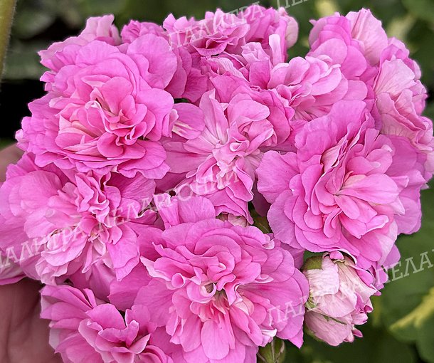 Olivia's Annarosa (ОЛИВИАС АННАРОЗА)