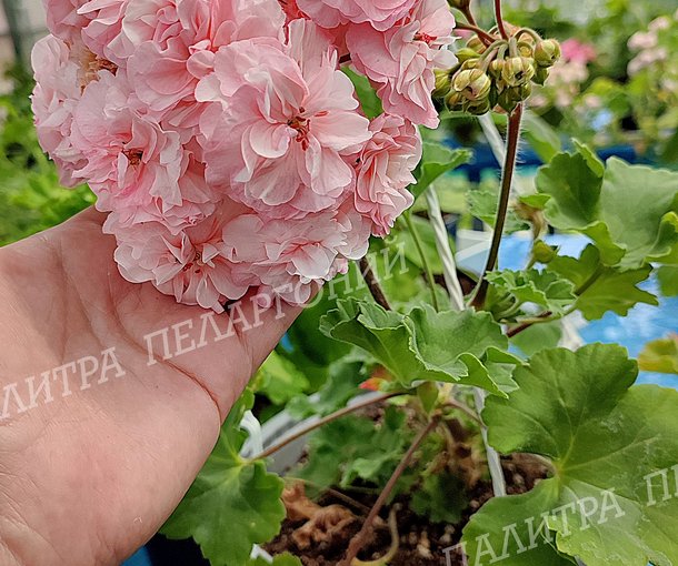 ТА МАРСЕЛЬ