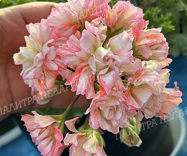 BONAS CATHRIN (Бонас Кэтрин)