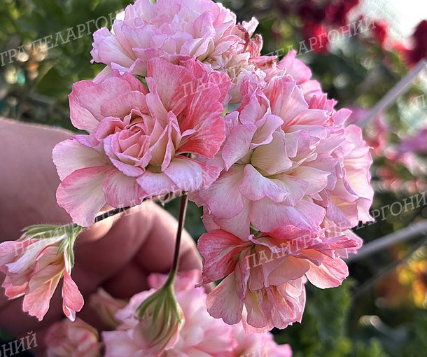 BONAS CATHRIN (Бонас Кэтрин)