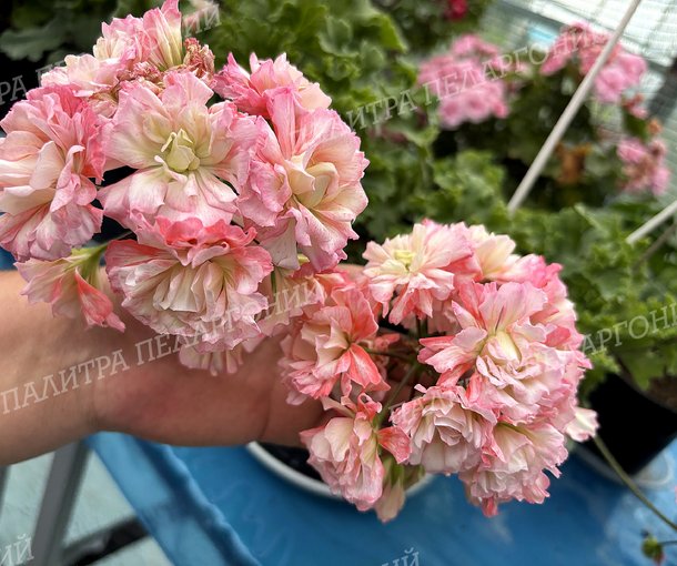 BONAS CATHRIN (Бонас Кэтрин)
