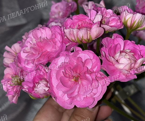 ТА САНДРИН