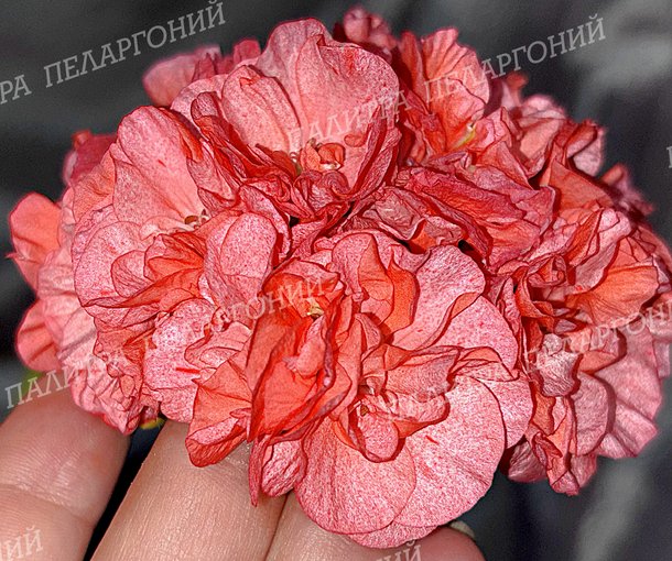 EDWARDS EMBERS (Эдвардс Эмберс)