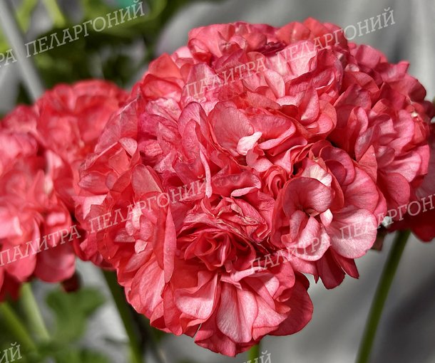 SONG GYEOUL (Сонг Геул), Корея.