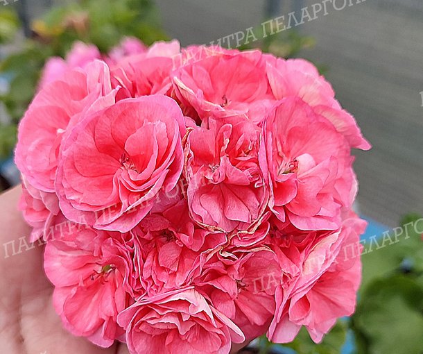 Jägershus Falej (ДЖАГЕРШУС ФАЛЕЙ)