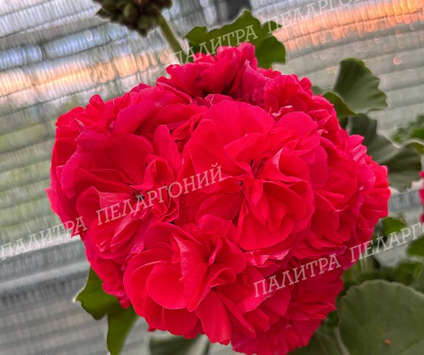 ТА ПОДАРОК АМУРА