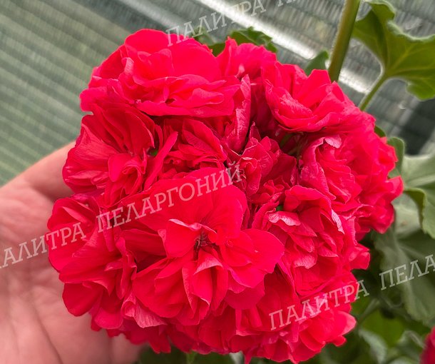 ТА ПОДАРОК АМУРА
