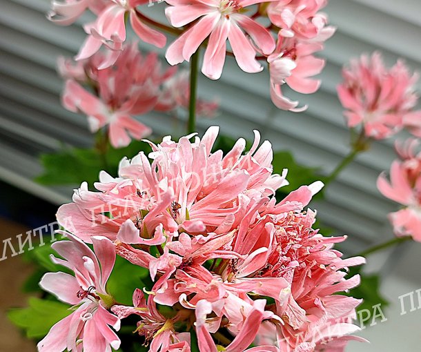 Rushmoor Golden Ruffles (РАШМУР ГОЛДЕН РАФФЛЗ)