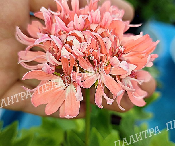 Rushmoor Golden Ruffles (РАШМУР ГОЛДЕН РАФФЛЗ)