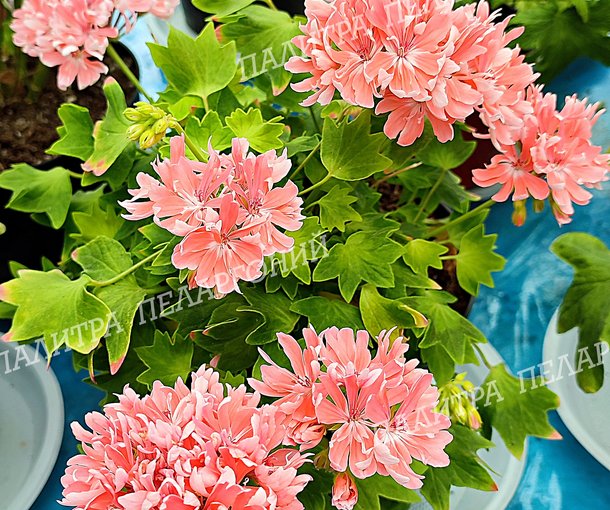 Rushmoor Golden Ruffles (РАШМУР ГОЛДЕН РАФФЛЗ)