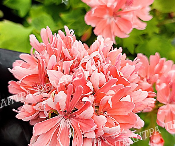 Rushmoor Golden Ruffles (РАШМУР ГОЛДЕН РАФФЛЗ)