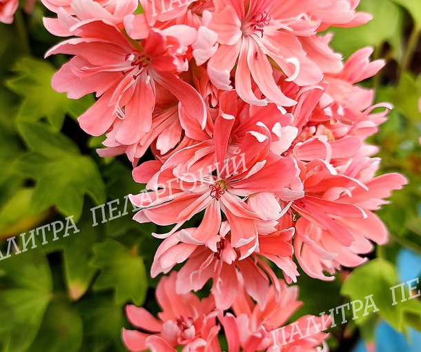 Rushmoor Golden Ruffles (РАШМУР ГОЛДЕН РАФФЛЗ)