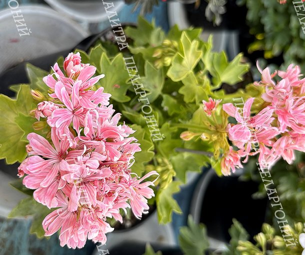 Rushmoor Golden Ruffles (РАШМУР ГОЛДЕН РАФФЛЗ)