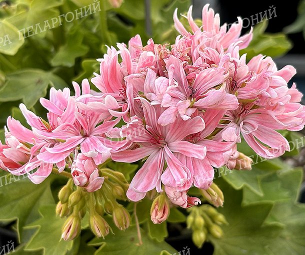 Rushmoor Golden Ruffles (РАШМУР ГОЛДЕН РАФФЛЗ)