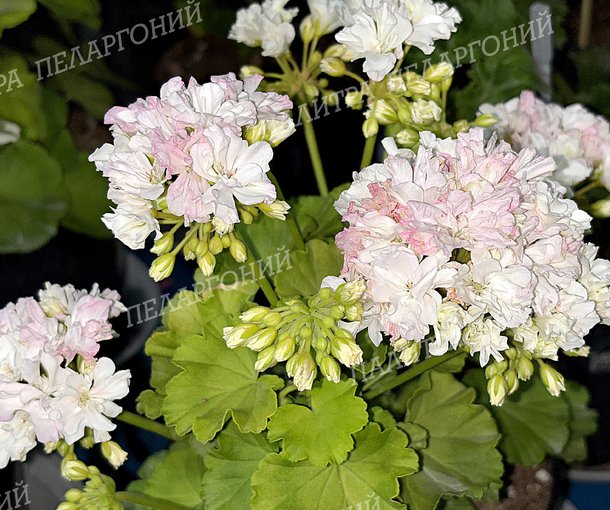 ИРИДА НЕВЕСТА