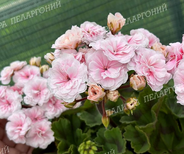Ю БЭЛА