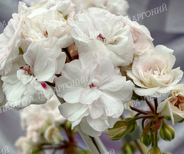 ЮГ ЛУННАЯ СОНАТА
