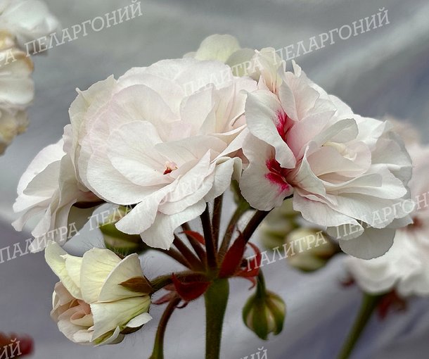 ЮГ ЛУННАЯ СОНАТА