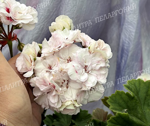 ЮГ ЛУННАЯ СОНАТА