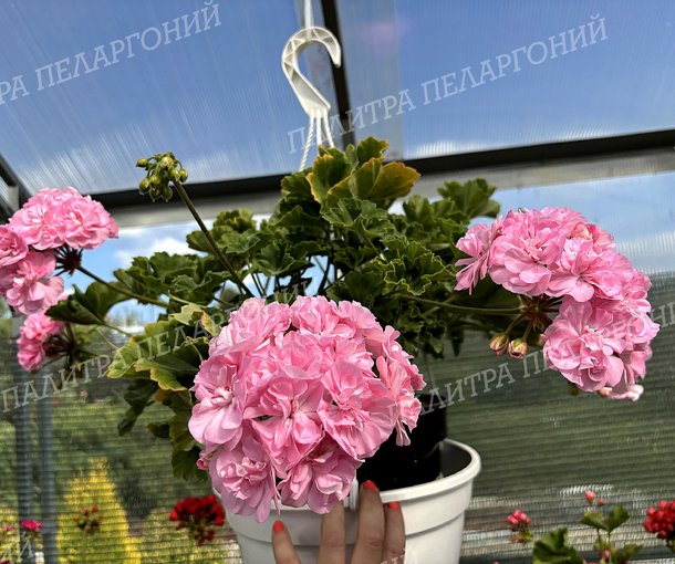 EDWARDS BRONTE (Эдвардс Бронте)