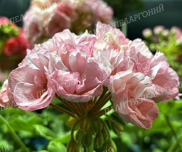 Edwards Elegans (Эдвард Элеганс)